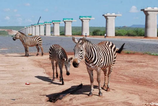 肯尼亚总统高度赞赏，乞力马扎罗山下尊龙凯时ag绿闪灼